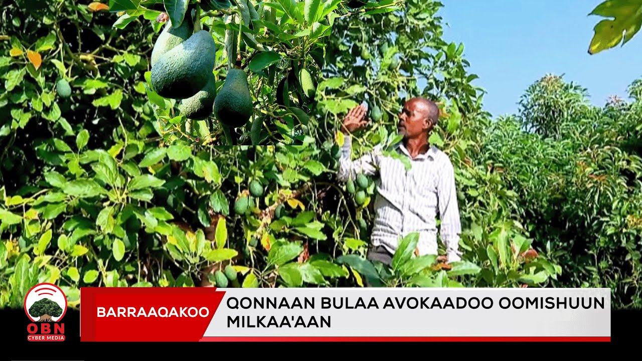 Barraaqakoo || Qonnaan bulaa Avokaadoo Oomishuun milkaa'aan