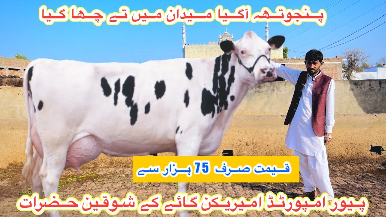 Panjutha Dairy Farm | Imoprted American Cows For Sale | Imported Baby Calf Heifers | 23 January 2026