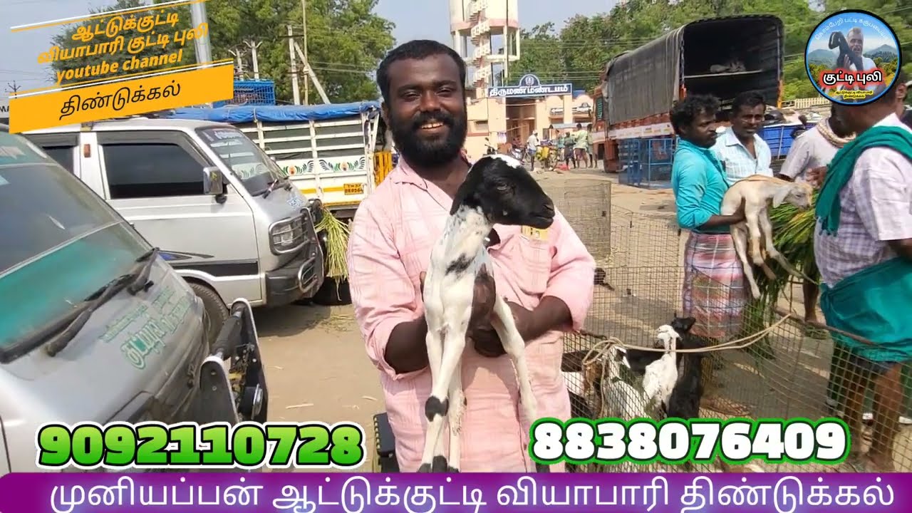 ஆட்டுக்குட்டி விலை நிலவரம் நான் திண்டுக்கல் முனியப்பன்