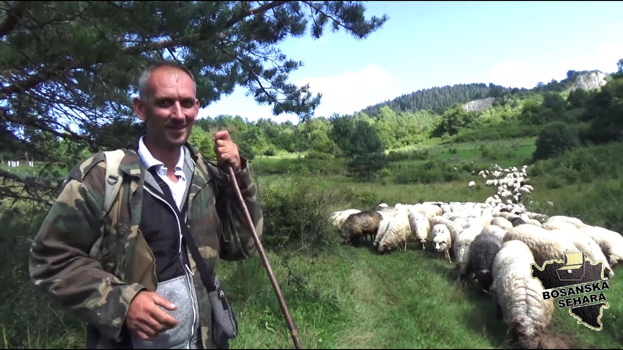 Stampedo ovaca prešao preko mene.Mogao sam biti pjevač možda bi lakše bilo