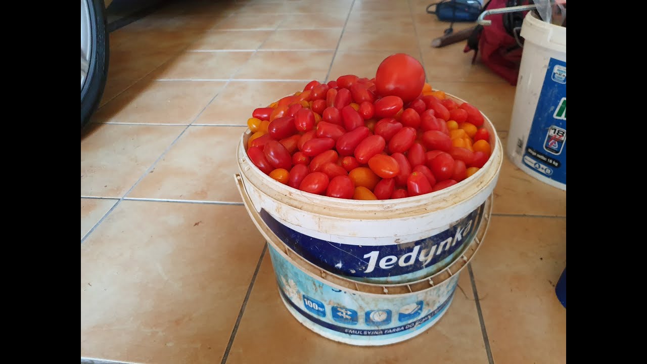 Pikowanie pomidorów - różne sposoby
