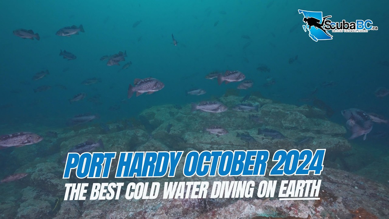 The BEST Cold Water SCUBA Diving On Planet Earth #PortHardy #VancouverIsland #ScubaDiving