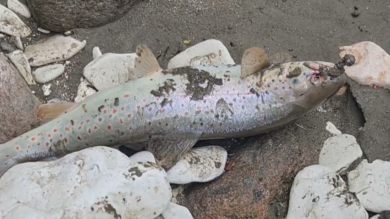 рыбалка в КБР # Trout fishing #супер форель