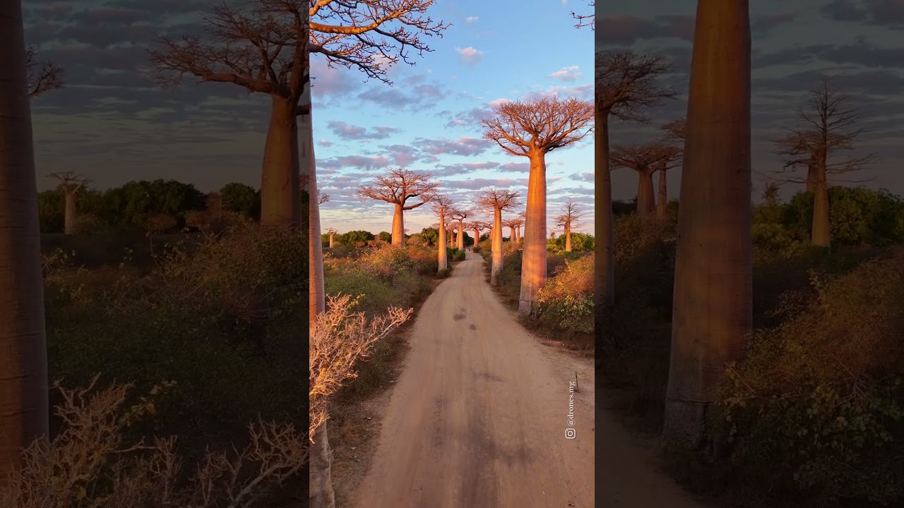 Aleja baobab&oacute;w na Madagaskarze
