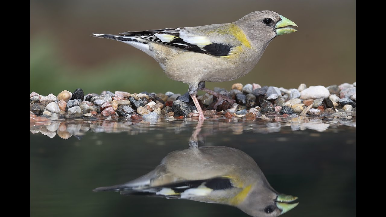 Concevoir un bassin de réflexion pour la photographie d’oiseaux.
