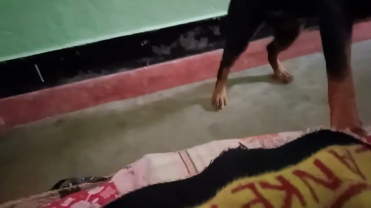 it's my sweater give me back 😡😜 #rottweiler #funny #rottweilerdog #rottweilerlovers