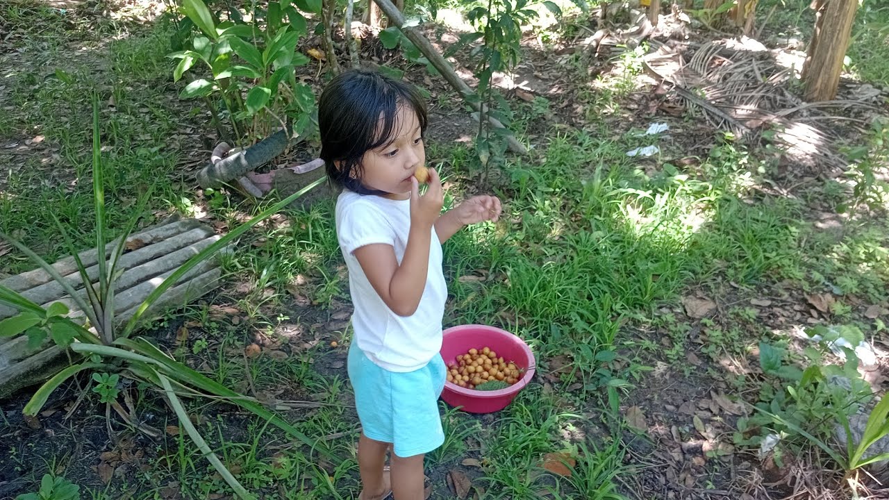 APANHANDO PITOMBA 🤗😋