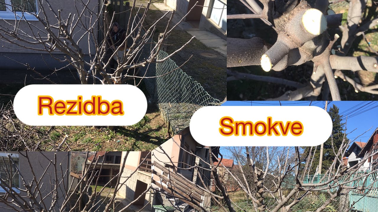 Rezidba Smokve (pogledajte video u vezi detalja o rezanju👌👆🤝)