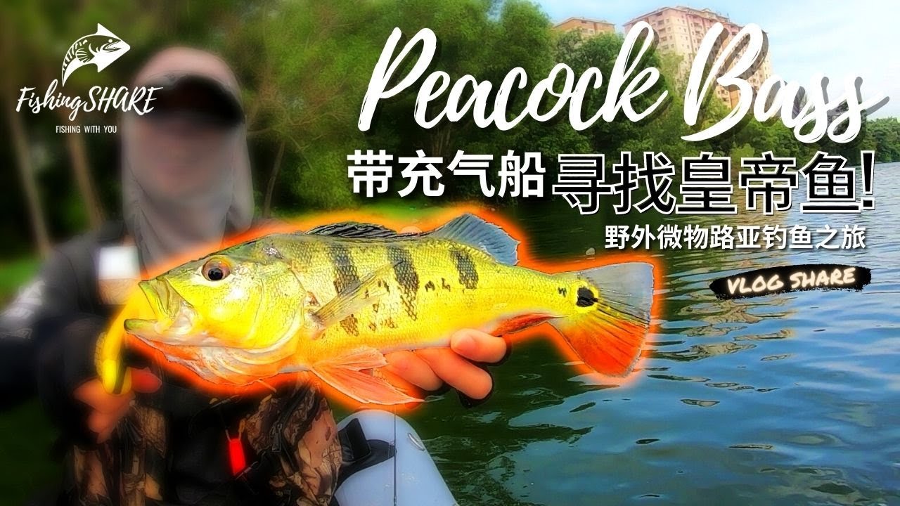 【FishingShare】带着充气船寻找皇帝鱼！野外微物路亚钓鱼系列|Searching for PEACOCK BASS with my INFLATABLE BOAT
