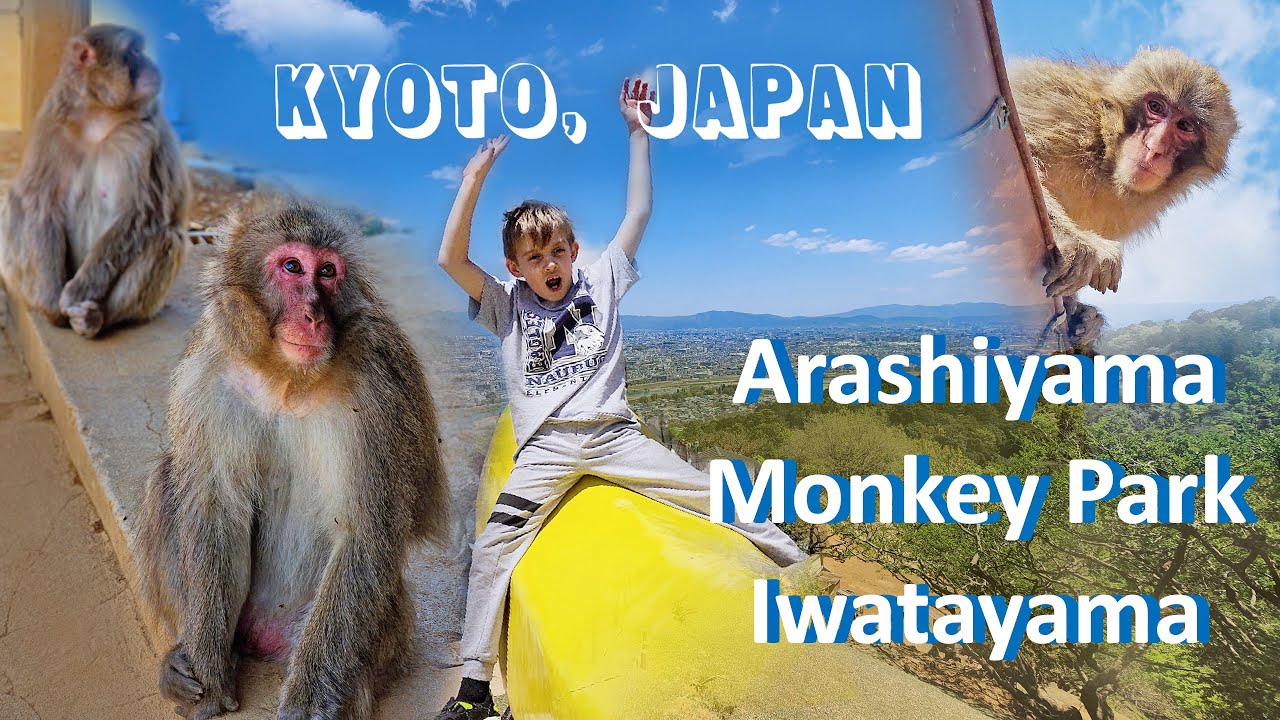 Arashiyama Snow Monkey Park Iwatayama - Kyoto, Japan
