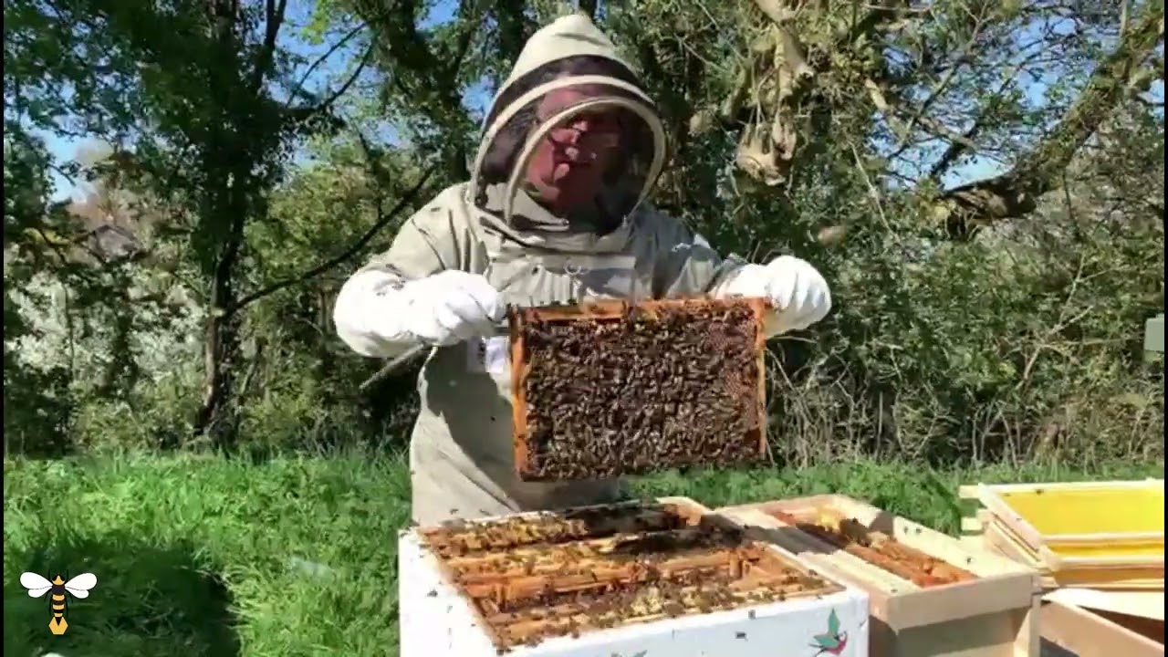 MAY Beekeeping Tips from Simon The Beekeeper