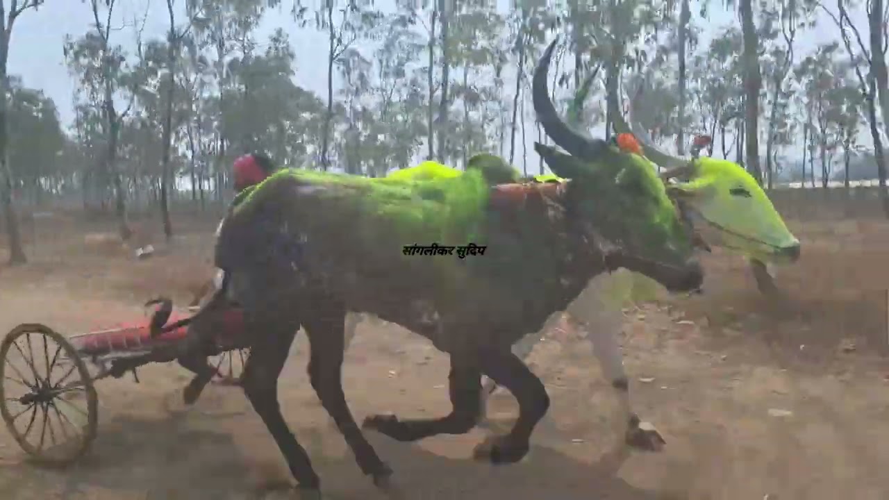 सांगाव जनरल ब गट संपूर्ण पट्टा जोरदार चुरस 