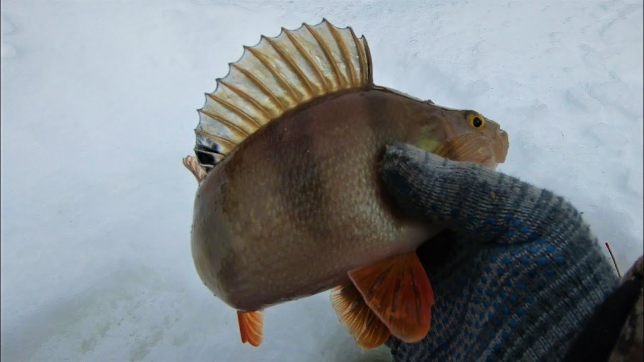 ХОРОШО ЛОПАТУ ВЗЯЛИ РЫБУ В МЕШКИ ГРУЗИТЬ)))...РЫБАЛКА В ГЛУХОЗИМЬЕ НА РЕКЕ ЕТЫ-ПУР ТАКАЯ...