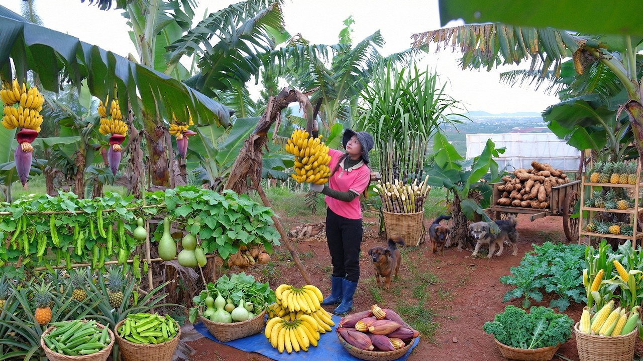 Harvest: Bananas, Sugarcane, Purple Yam, Winged Beans, Okra, Bananas, Pineapple To Sell And Cook