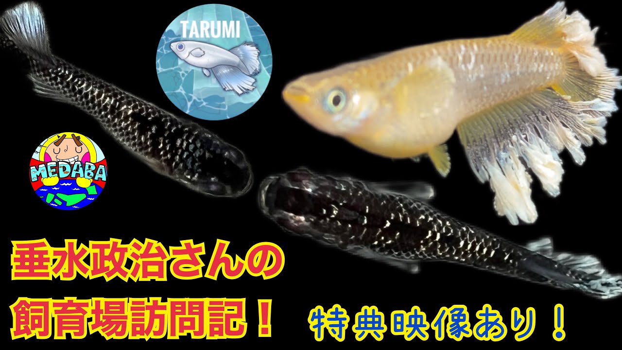 【メダカ】垂水政治さんの飼育場訪問記！特典映像あり！