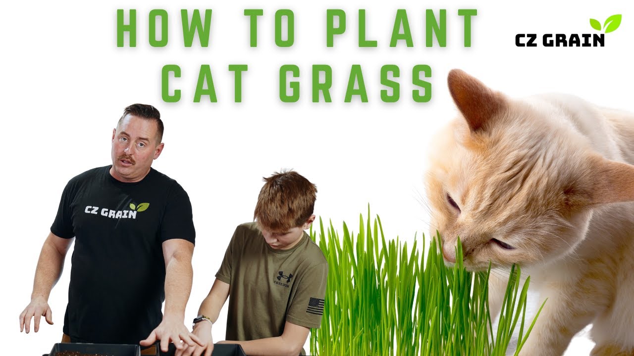 The Beautiful Process Of Growing Cat Grass With CZ Grain.