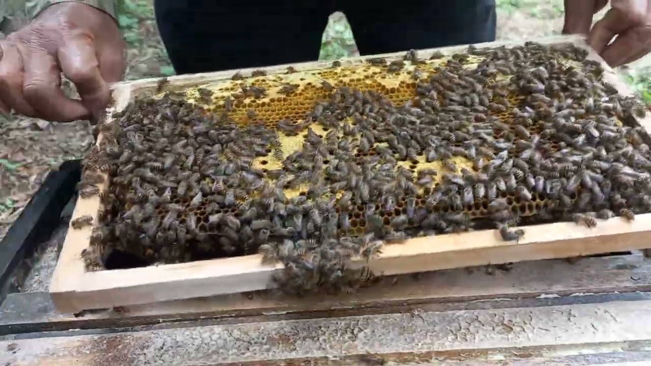 Harvesting Honey from a Dangerous Hive