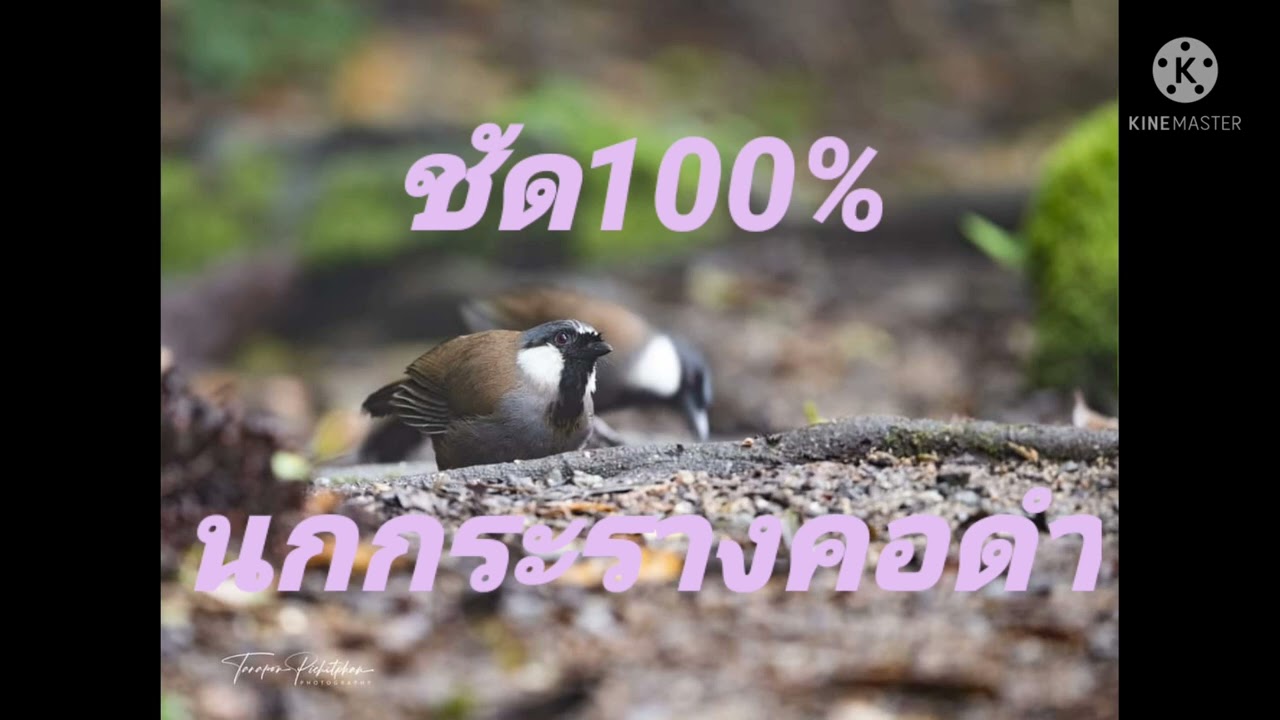 เสียงนกกระรางคอดำ#เสียงนกซออู้#เสียงนกกระรางคอดำ#นกกระรางคอดำ#เสียงนกกระรางคอดำสำหรับต่อ
