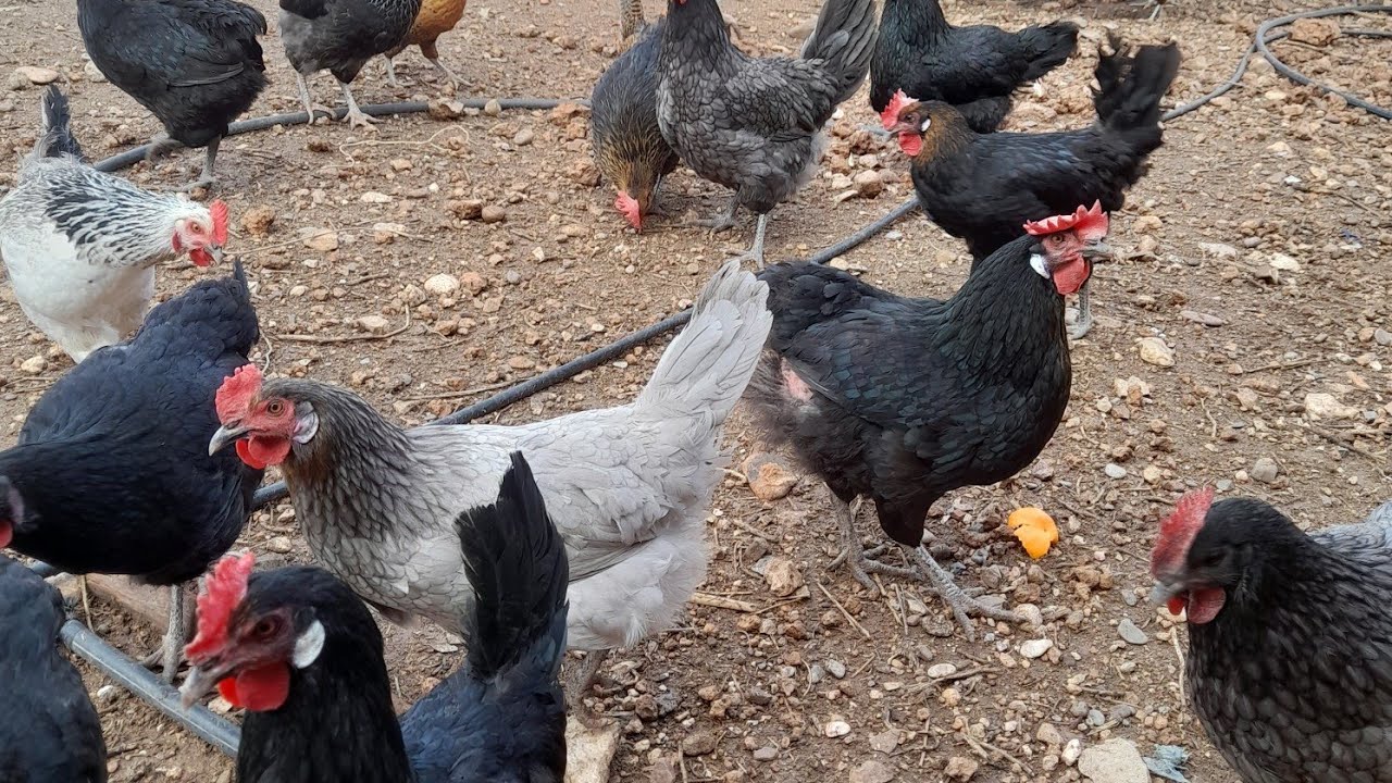 أهمية المسرح للدجاج ونسبة الخصوبة عند القطيع 0608277985 بيض مخصب 