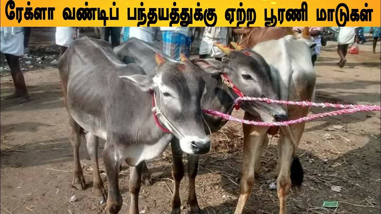 பூரணிமாடு என்று அழைக்கப்படும் தமிழ்நாட்டு வகை மாடு தோற்றத்தில் கார்நாடக ஹலிக்கர் போல் இருக்கும்