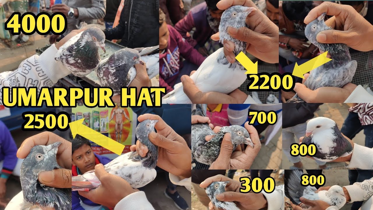 UMARPUR HAT // UMARPUR Pigeon hat Market In Mushidabad // PYAR O Pakhi HAT  #fish #bird #kabutar