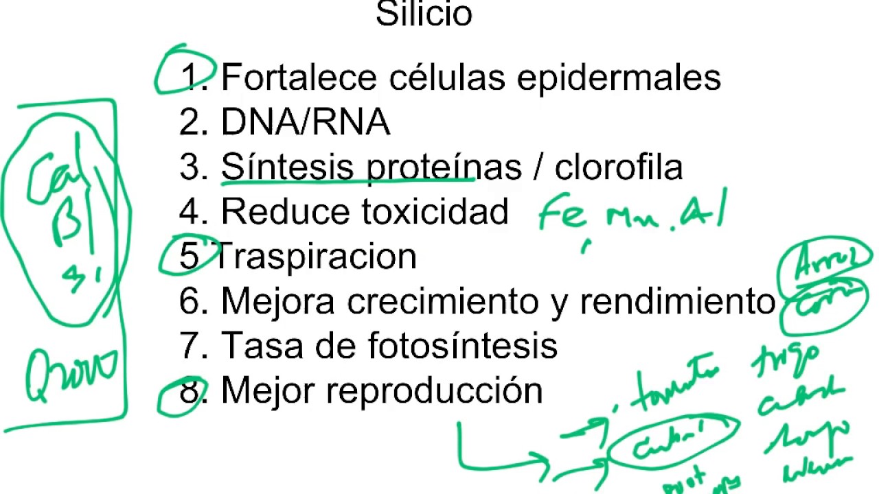 10  Silicio