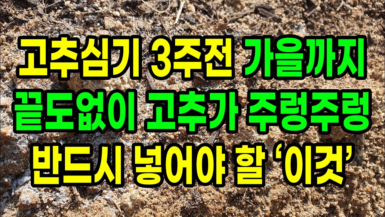 고추 심기 3주 전 가을까지 끝도없이 고추가 주렁주렁 밭에 반드시 넣어야 할 이것