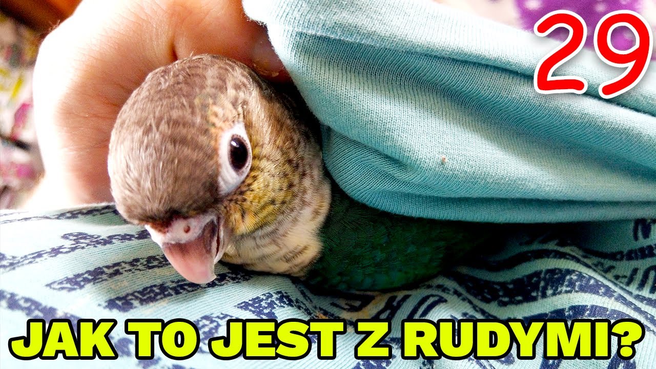 RUDOSTERKI: CZY TAKI DIABEŁ STRASZNY?