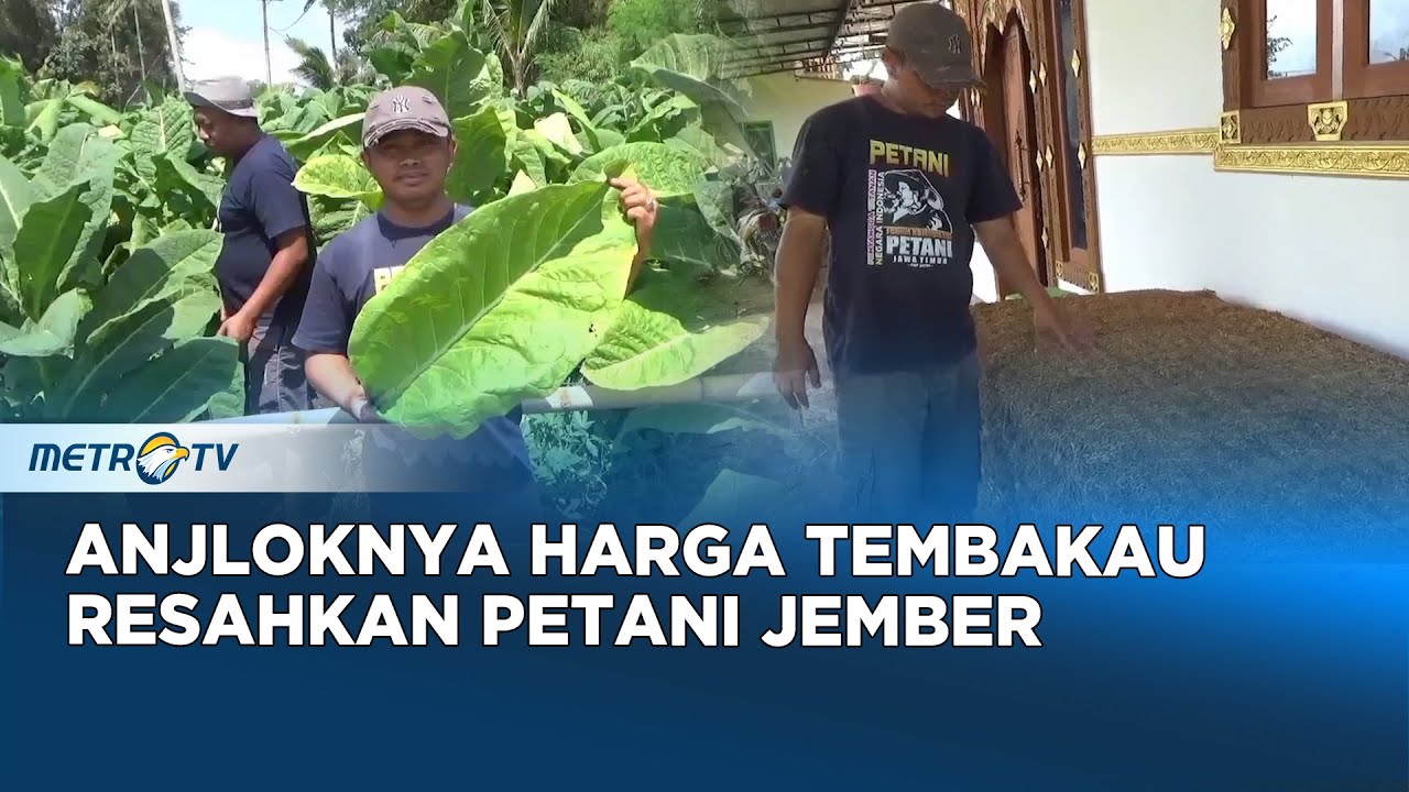 Harga Anjlok, Petani di Jember Tembakau Terpuruk