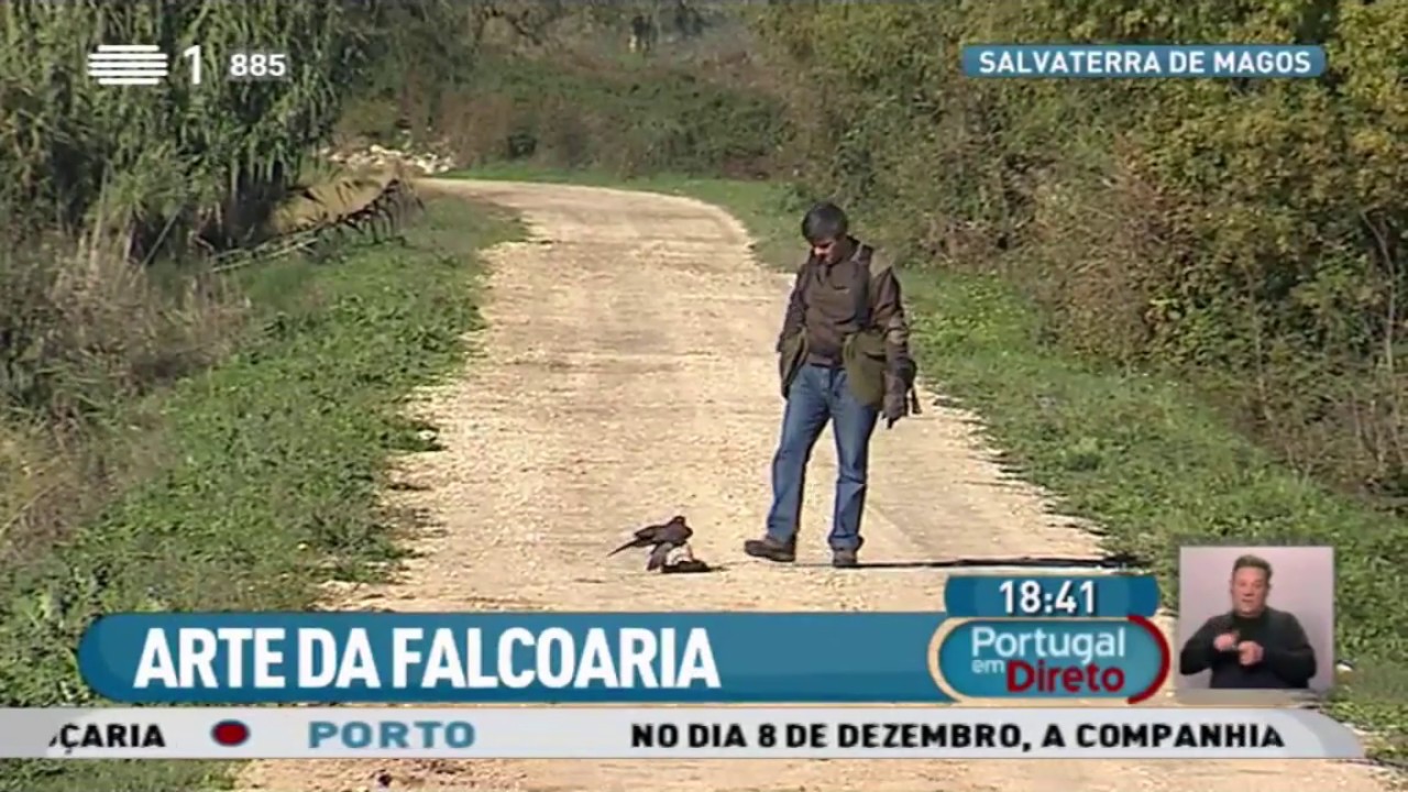 falcoaria portugal em direto