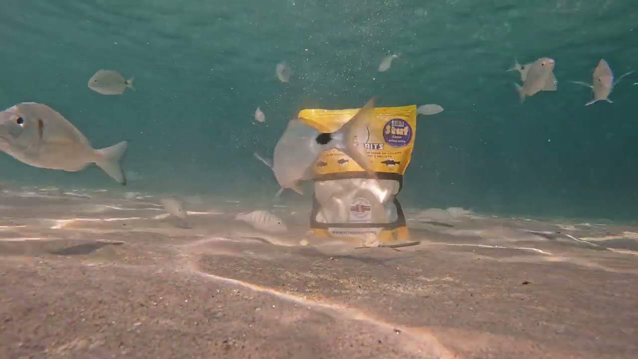 Fish Underwater - Method Feeder