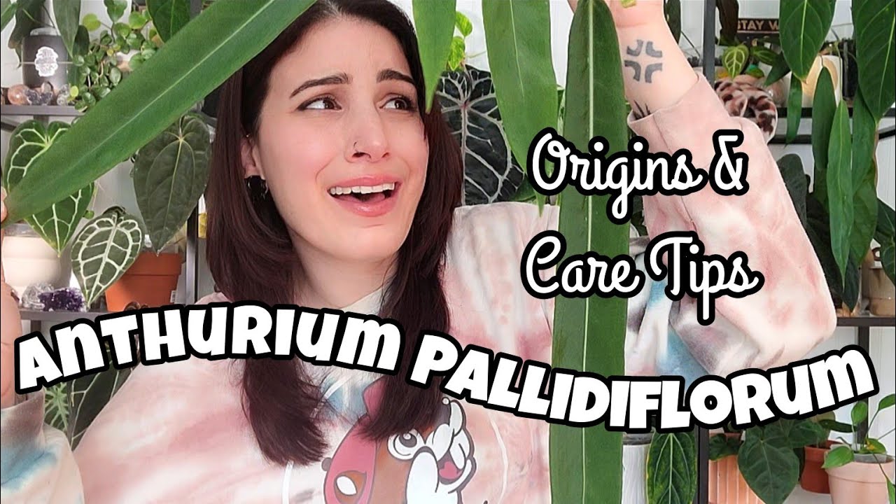 Anthurium pallidiflorum: происхождение и советы по уходу!! 🌿 12 дней Plantmas, день 2 🎄✨️