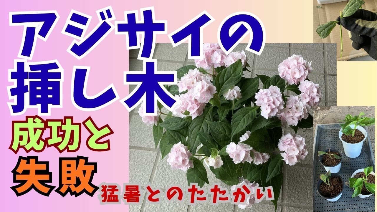 アジサイの挿し木　成功と失敗