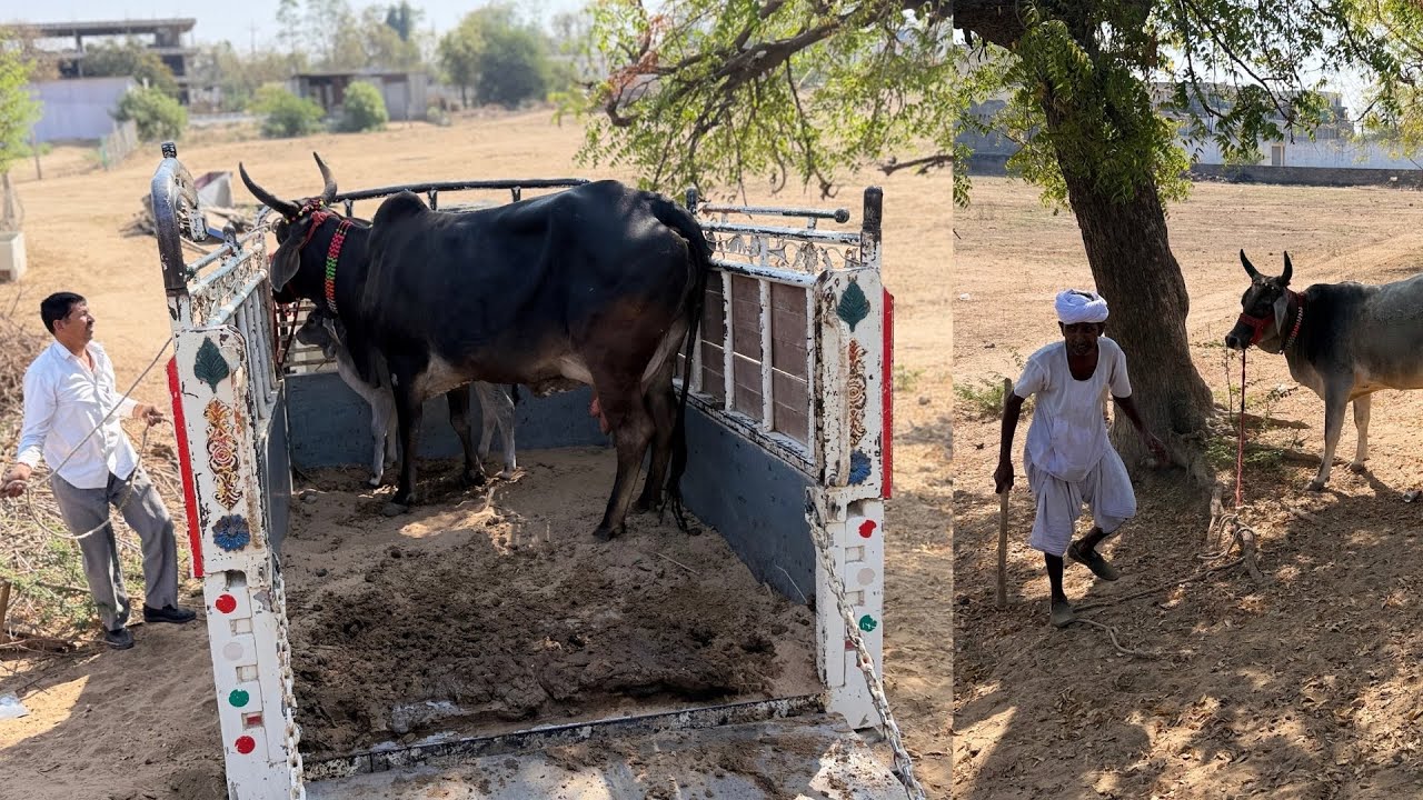Rajasthan Se 2 Kankrej Gaay Hamare Farm Par Aa Gayi | New Entry 🐄🔥#bharattharanikankrejcow #cow 
