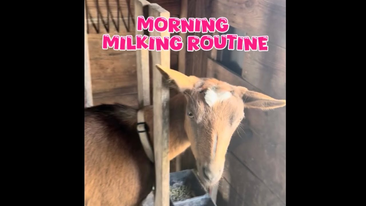 Dairy Goats - Full Morning Milking Routine 