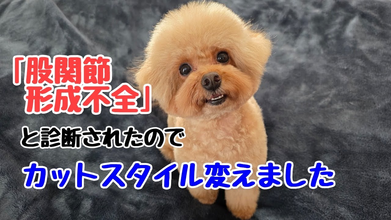 「股関節形成不全」と診断されたのでトリミングも心配
