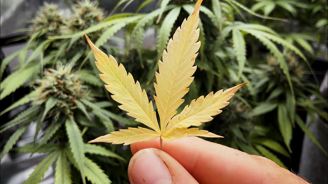 CANNABIS NUTRIENT DEFICIENCY