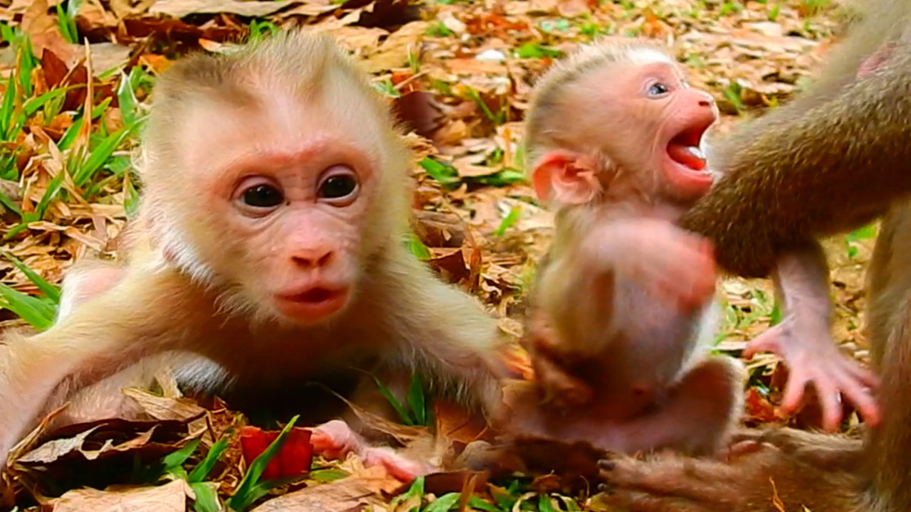 So Amazing! Little Baby Monkey C__rying Loudly For Mom's Care | The Moment That Change Baby's Face