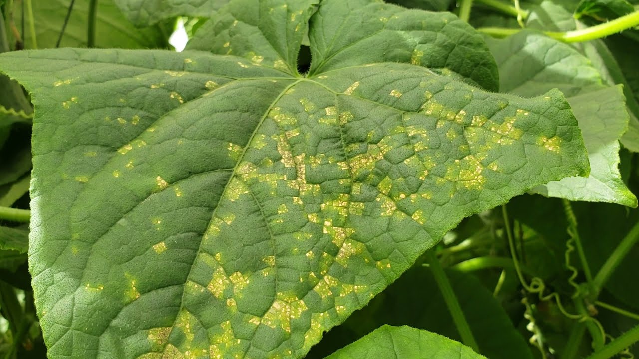 CORYNESPORA EN PEPINO #pepino