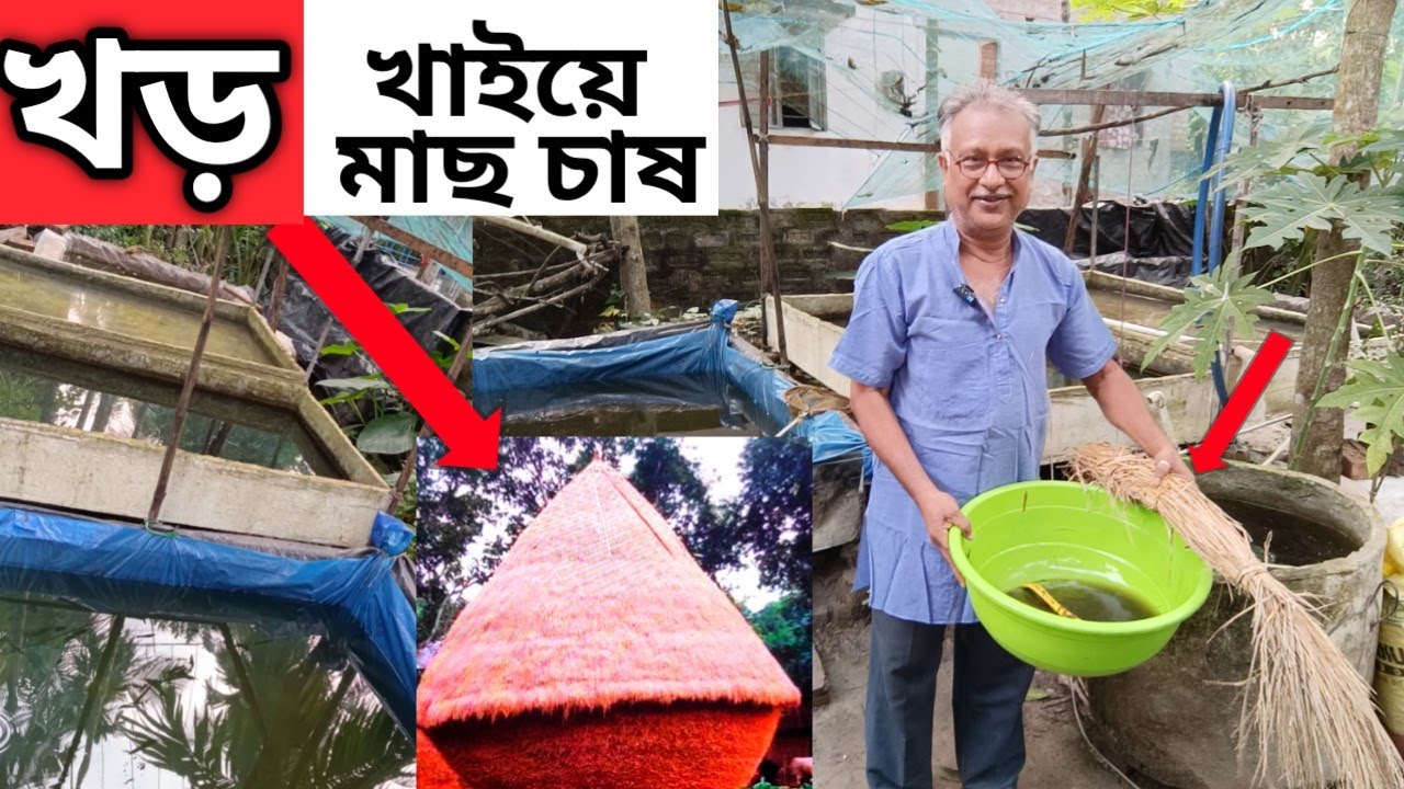 বিচুলি পচিয়ে তিন দিনের মাছের পোনাকে প্রথম খাবার খাইয়ে বাঁচিয়ে রাখলেন