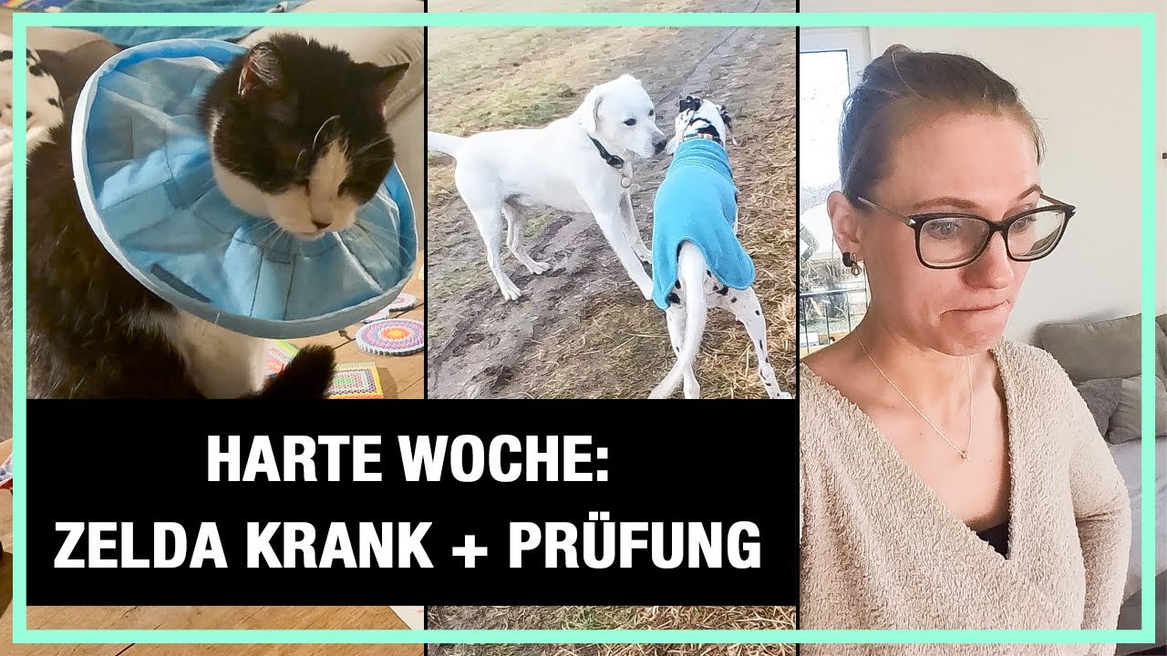 Abschlussprüfung meiner Ausbildung Hundeverhaltensberaterin + Tierarzt = Achterbahn der Gefühle 😮‍💨