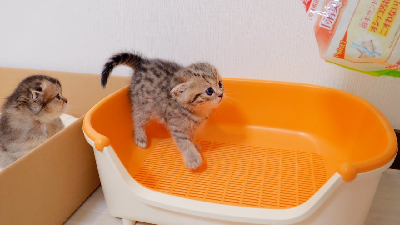 Kitten toilet training has finally begun!