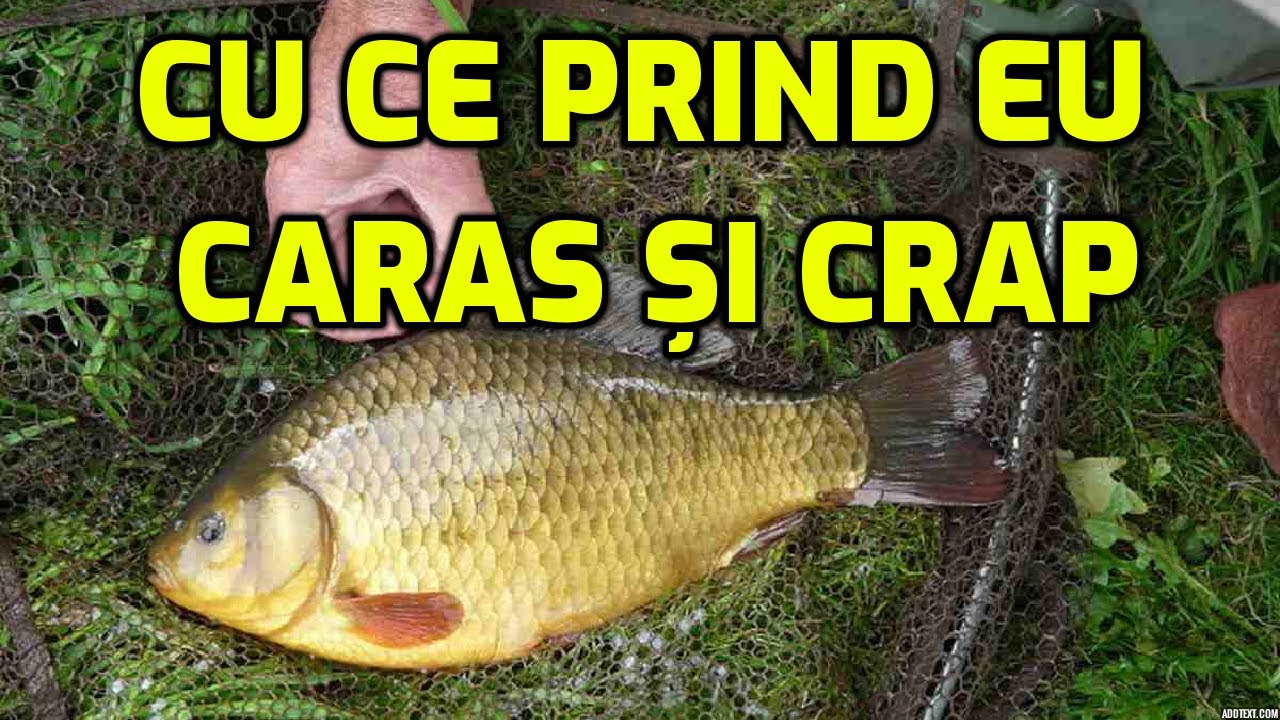 Momeala ieftina pentru pescuit la varga. Crap si caras mare