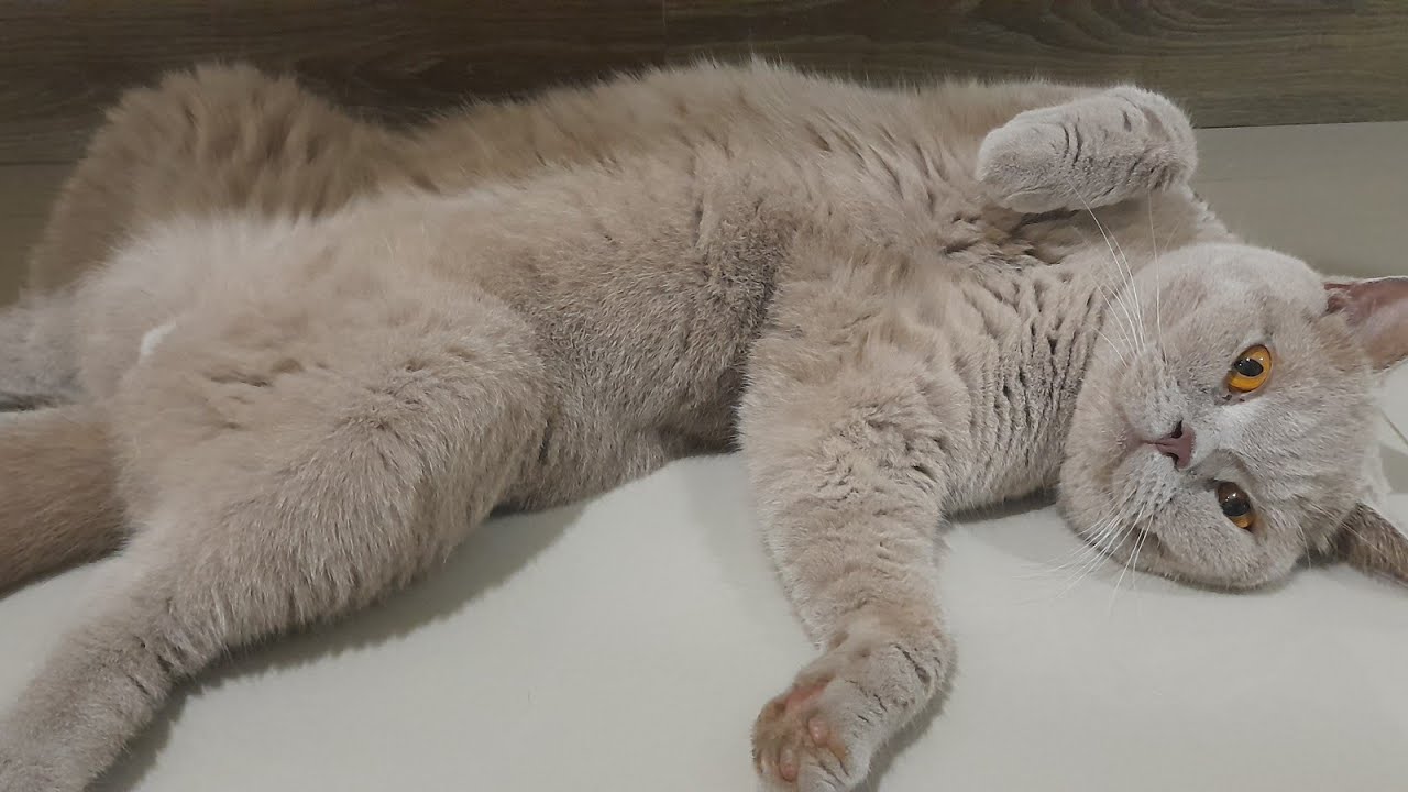 Dominic The British Shorthair Cat VLOG