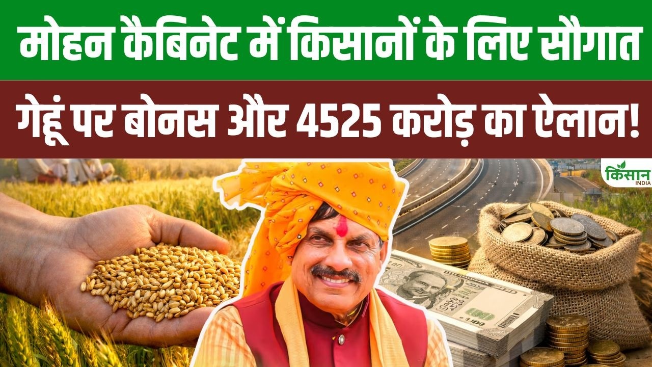 Mohan Cabinet: किसानों की बल्ले-बल्ले: गेहूं पर बोनस के साथ 4525 करोड़ का बड़ा ऐलान। CM Mohan Yadav