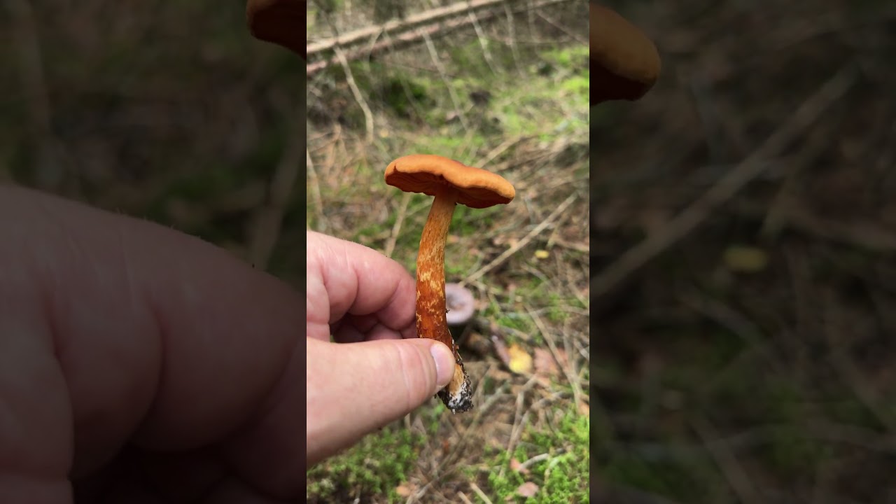 Cortinarius rubellus o speciosissimus, un fungo mortale