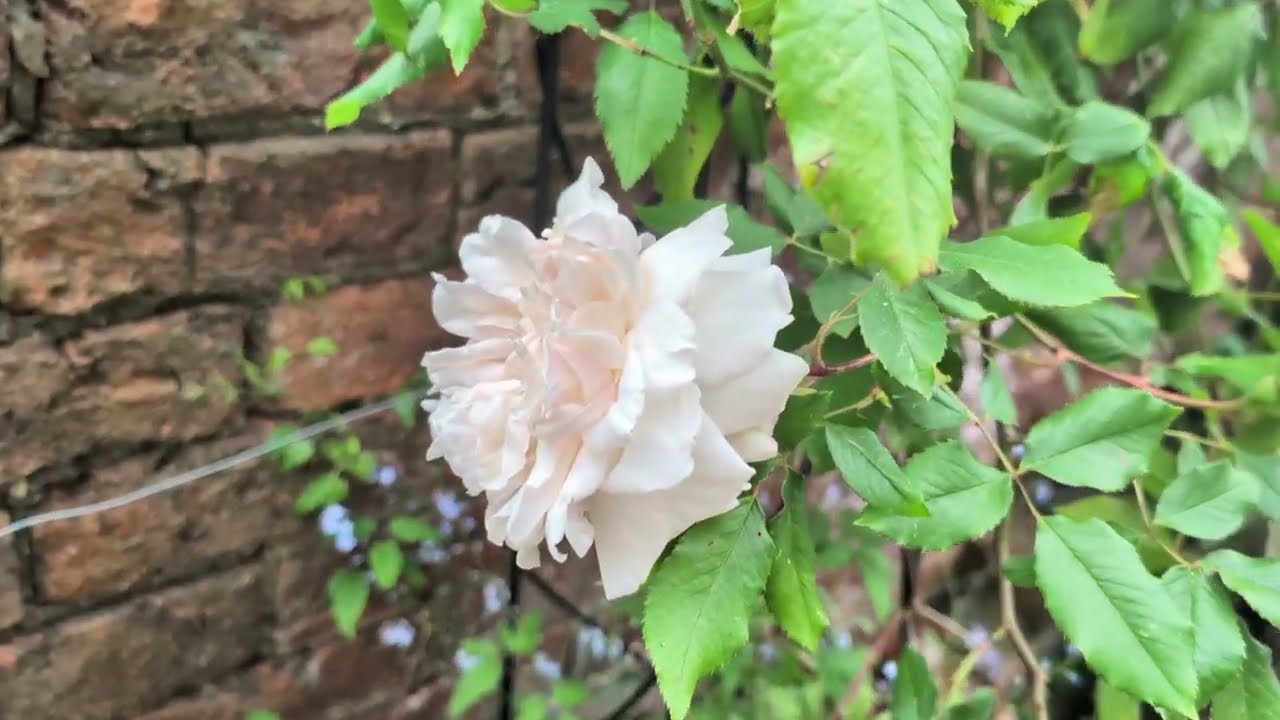 Late Spring Garden Tour | UK Garden | Mum of 5