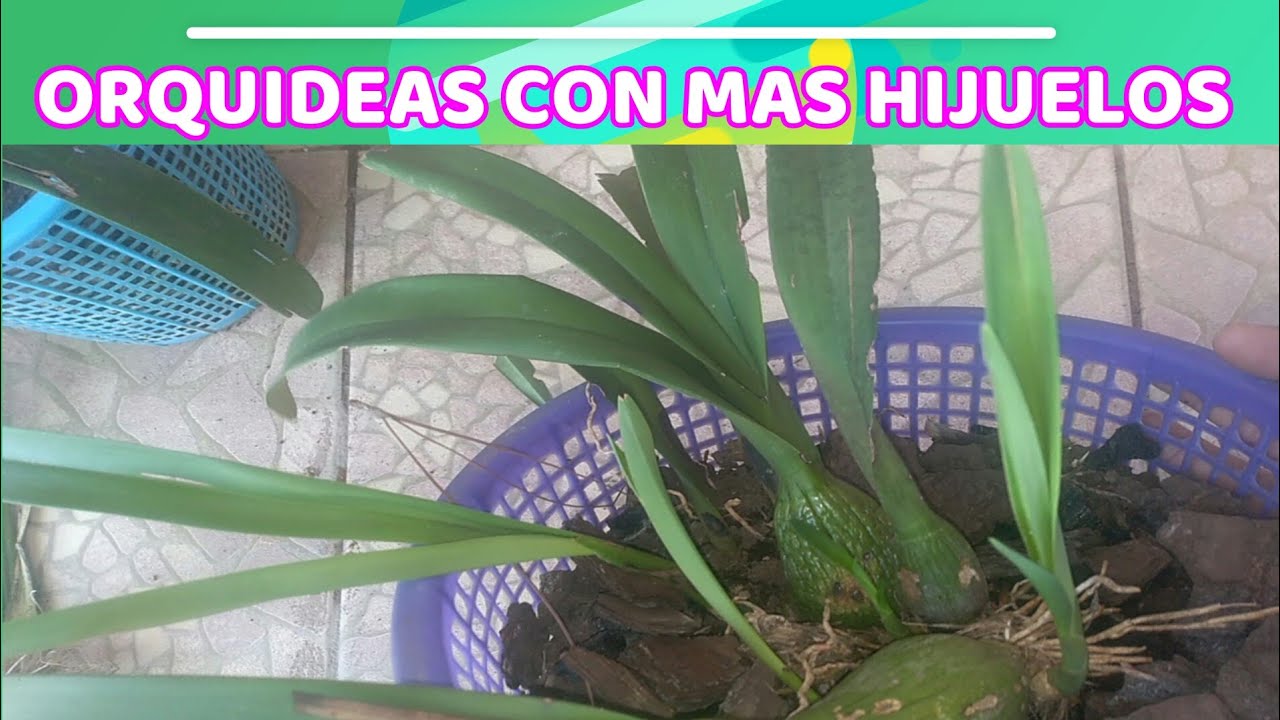 COMO TENER ORQUÍDEAS CON MAS HIJUELOS O BROTES NUEVOS