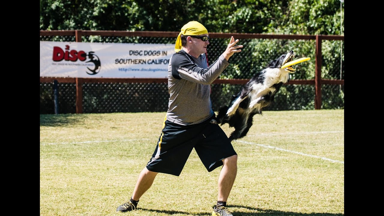 Frisbee Dog Reverse Hip Vault Trick Training