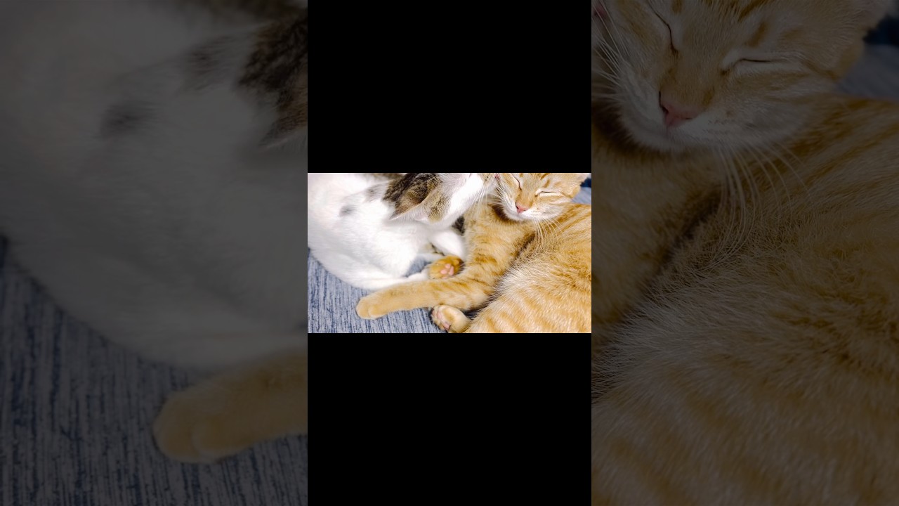 保護猫のモカちゃんとメルちゃんの、可愛い「じゃれあい」　